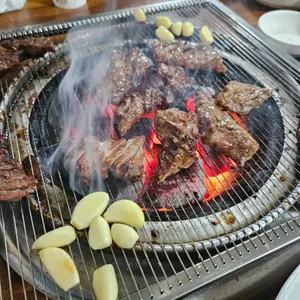 부산갈매기 사진