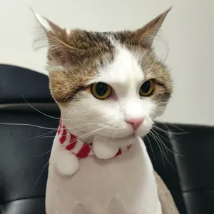 공차 리뷰 사진
