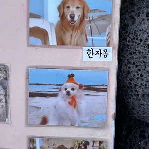 쪼끌락 리뷰 사진