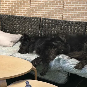 낭만철도 리뷰 사진