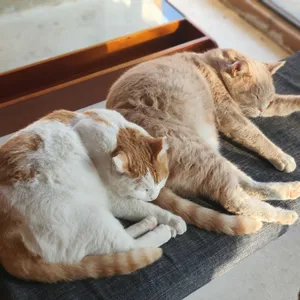 스몰버드 리뷰 사진