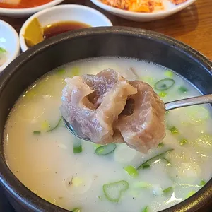 소나무풍경 사진