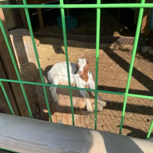 무타블랑 리뷰 사진