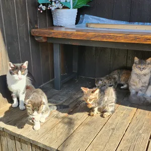 배꼽시계 리뷰 사진