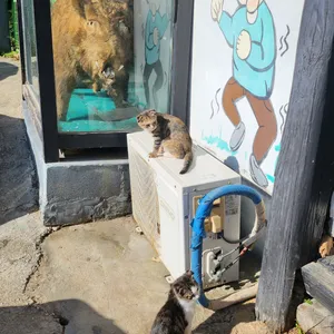 배꼽시계 리뷰 사진