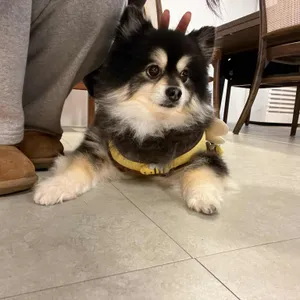 썸이프 리뷰 사진