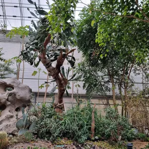 바오밥 식물원 베이커리 & 카페 리뷰 사진