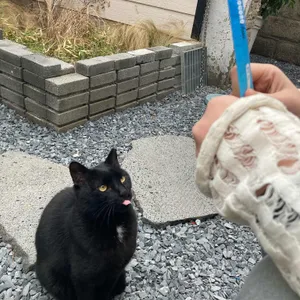 세임에이지 리뷰 사진