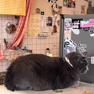 떼구루루 리뷰 사진