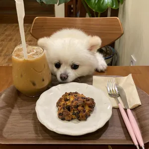 카페따돗 사진
