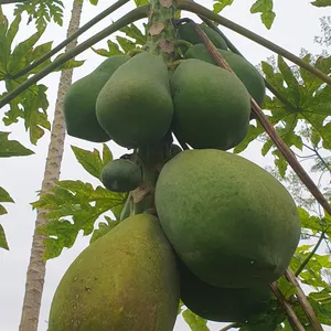 다미 HANOI 쌀국수 사진