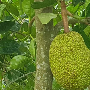 다미 HANOI 쌀국수 사진