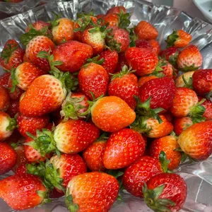 애슐리 리뷰 사진