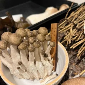 노야 사진