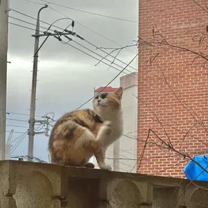 포테이블 리뷰 사진
