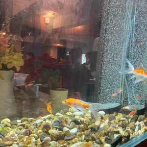 주점금붕어 리뷰 사진