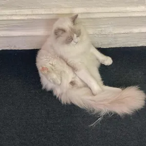 올던 리뷰 사진