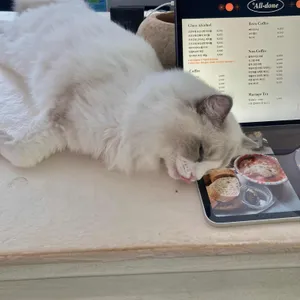 올던 리뷰 사진