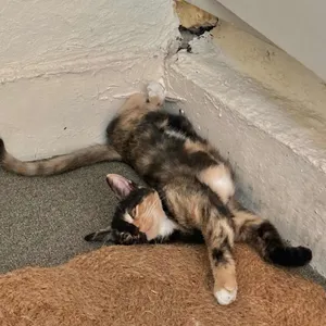 올던 리뷰 사진