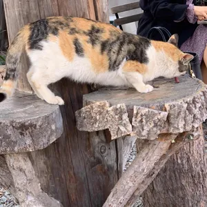 구릉 리뷰 사진