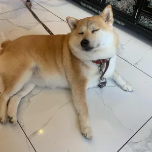 내성적싸롱 호심 사진 1