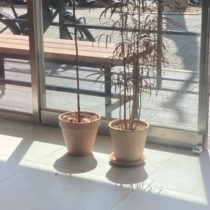 카피로우 리뷰 사진