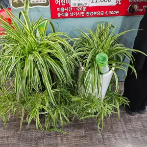 산청자매훠궈 리뷰 사진