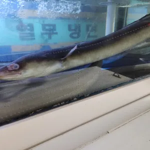 장어가 사진