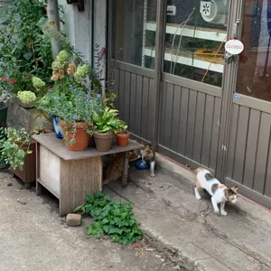 평화 리뷰 사진