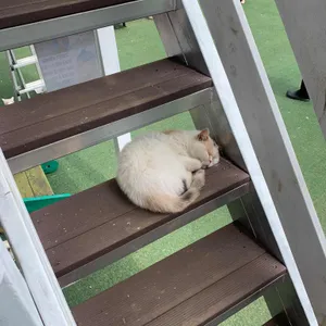 고양이역 사진