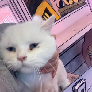 고양이역 리뷰 사진