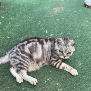 고양이역 리뷰 사진