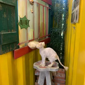 고양이역 사진