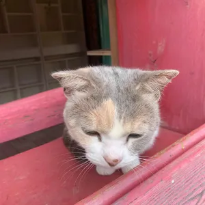 고양이역 사진