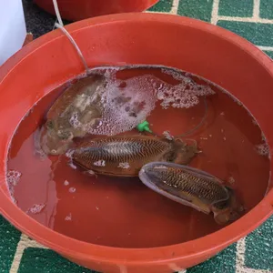 정자네횟집 리뷰 사진