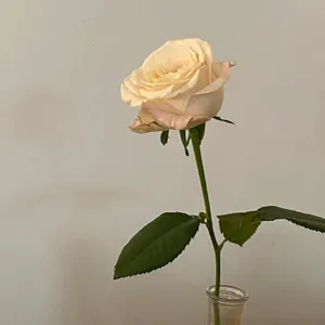조밀 리뷰 사진