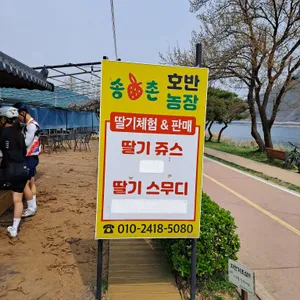 송촌호반딸기 체험농장 리뷰 사진