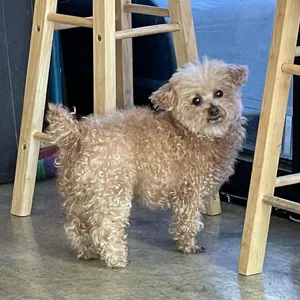 스페로.스페라 리뷰 사진