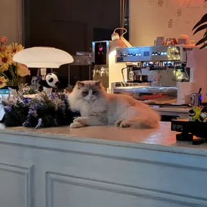 올던 리뷰 사진