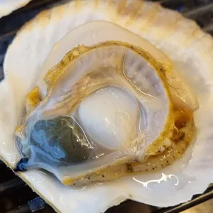 무한조개 사진