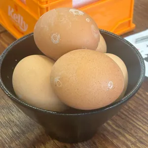 오리사냥 사진