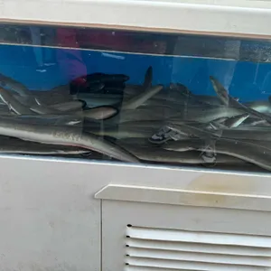광연수산 리뷰 사진