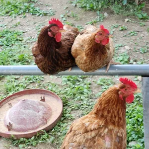 장어의전설 리뷰 사진