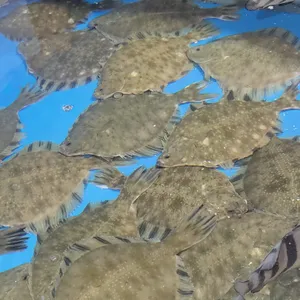 수산시장 리뷰 사진
