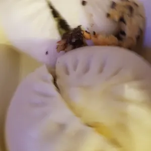 올빚만두 사진