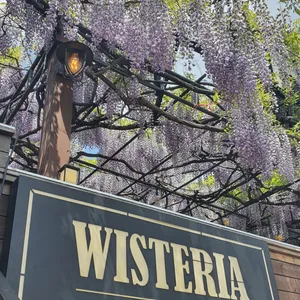위스테리아 리뷰 사진