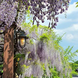 위스테리아 리뷰 사진