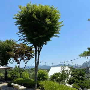 카페 온더힐 리뷰 사진