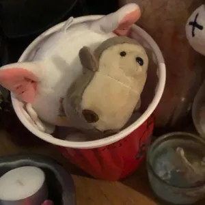 콘티키빠 사진