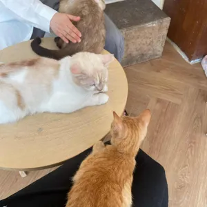 엔탈피 사진